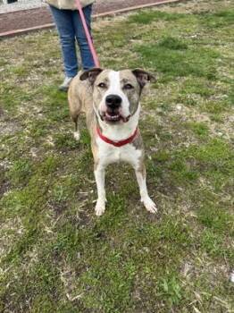 Rescue Pit Bull Terrier Dogs for Adoption in Philadelphia, Pennsylvania - Mama Odie | PetCurious