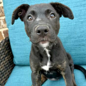 Bailey -  German Shepherd Dog Dog for Adoption in Krum, Texas - Bailey | PetCurious