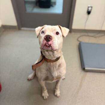 Rescue Pit Bull Terrier Dogs for Adoption in Lynchburg, Virginia - Benny | PetCurious