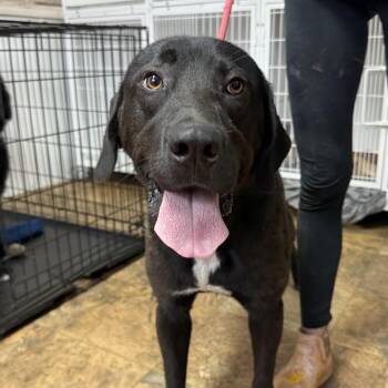 Labrador Retriever Dogs Available for Adoption in Columbia, South Carolina - Acorn | PetCurious
