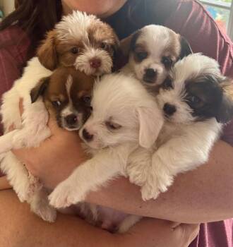 Terrier Dogs Available for Adoption in Manhattan Beach, California - Chad | PetCurious