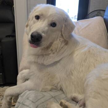 Great Pyrenees Dogs Available for Adoption in Flagstaff, Arizona - Nonna | PetCurious