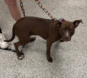 Penny Loafer -  Pit Bull Terrier and Mixed Breed Dog for Adoption in Kansas City, Missouri - Penny Loafer | PetCurious
