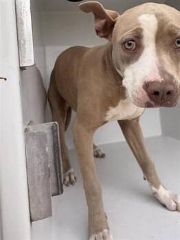 Pit Bull Terrier and Mixed Breed Dogs Available for Adoption in Houston, Texas - A655690 | PetCurious