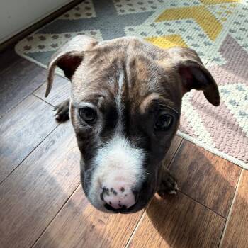 Mixed Breed Dogs Available for Adoption in Philadelphia, Pennsylvania - Florence | PetCurious