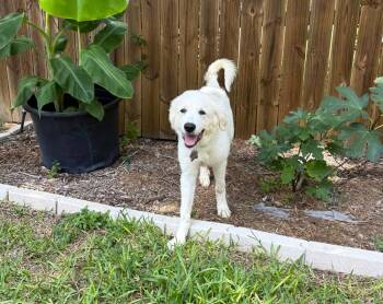 Rescue Great Pyrenees Dogs for Adoption in Quinlan, Texas - Benjamin SAT | PetCurious
