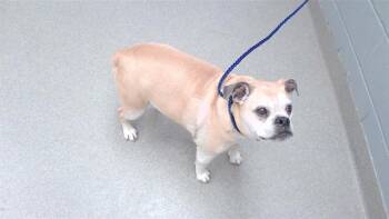 TACO -  Pug and American Bulldog Dog for Adoption in Omaha, Nebraska - TACO | PetCurious