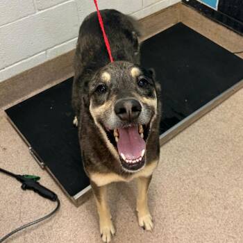 Catahoula Leopard Dog and Mixed Breed Dogs Available for Adoption in Ardmore, Oklahoma - Bruce | PetCurious