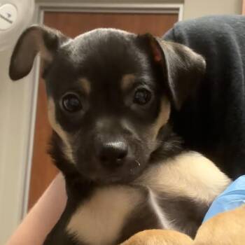 Bing-Bong -  Chihuahua and Mixed Breed Dog for Adoption in Yuma, Arizona - Bing-Bong | PetCurious