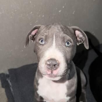 Cleo -  Pit Bull Terrier Dog for Adoption in Buena Vista, Colorado - Cleo | PetCurious