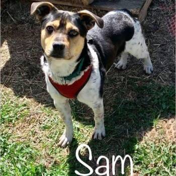 Rescue Beagle and Australian Cattle Dog Blue Heeler Dogs for Adoption in Albert Lea, Minnesota - Sam * OK | PetCurious