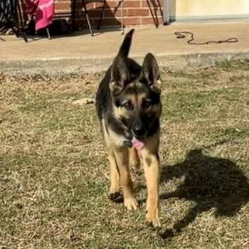 German Shepherd Dog Dogs Available for Adoption in Tulsa, Oklahoma - Priscilla | PetCurious