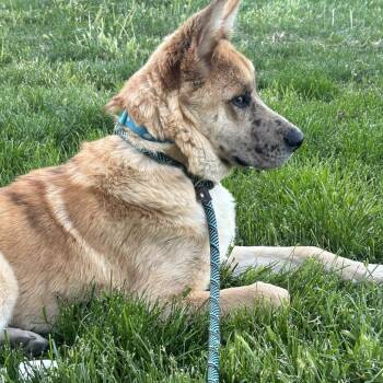 Mixed Breed Dogs Available for Adoption in Nampa, Idaho - Freckles | PetCurious
