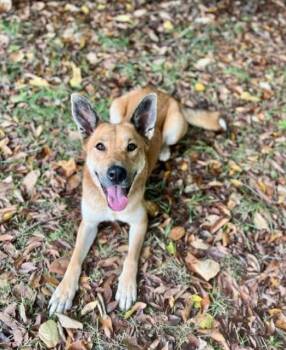 Rescue Shepherd Dogs for Adoption in Mocksville, North Carolina - Kyiah | PetCurious