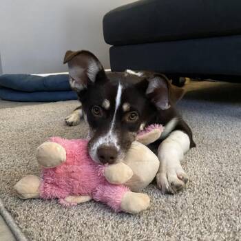 Husky Dogs Available for Adoption - Jasper | PetCurious