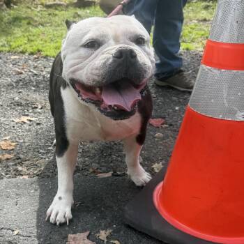 Thelma -  American Bully Dog for Adoption in Mahwah, New Jersey - Thelma | PetCurious