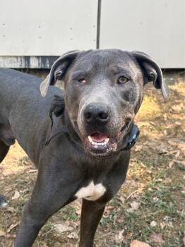Bluey CL -  Pit Bull Terrier and Hound Dog for Adoption in Kansas City, Missouri - Bluey CL | PetCurious
