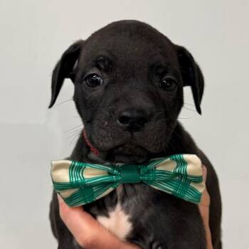Boston Terrier Dogs Available for Adoption in Glocester, Rhode Island - Knox | PetCurious
