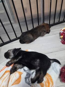 Java -  Shih Tzu and Mixed Breed Dog for Adoption in Fort Collins, Colorado - Java | PetCurious