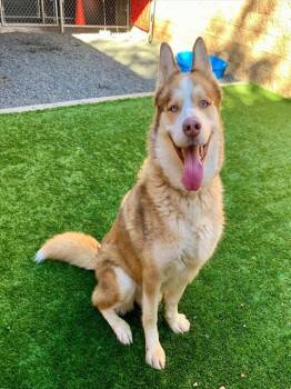 Rescue Siberian Husky Dogs for Adoption in San Marcos, California - URGENT! SAVE ME PLEASE! Simba -ID#A543814 | PetCurious