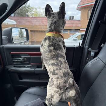 French Bulldog Dogs Available for Adoption in Bend, Oregon - Willow (aka Smudge) | PetCurious