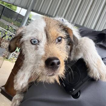 Mixed Breed Dogs Available for Adoption in Lake Jackson, Texas - Gemma | PetCurious