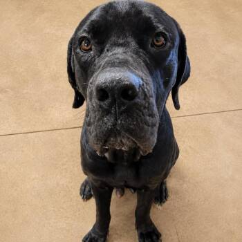 Big Mike -  Neapolitan Mastiff and Mixed Breed Dog for Adoption in New Orleans, Louisiana - Big Mike | PetCurious