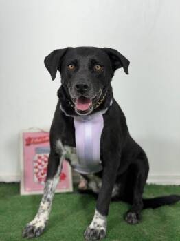 Liam-One of our Amazing Rescue Dogs -  Black Labrador Retriever and Mixed Breed Dog for Adoption in Carlsbad, California - Liam-One Of Our Amazing Rescue Dogs | PetCurious