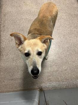 Louise -  German Shepherd Dog Dog for Adoption in Troy, Ohio - Louise | PetCurious