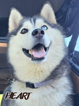 Rescue Siberian Husky Dogs for Adoption in Odenton, Maryland - Yana | PetCurious