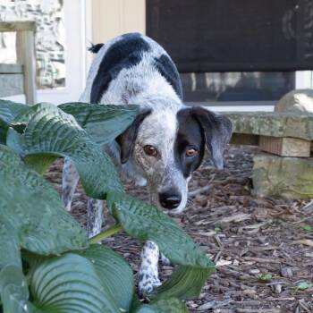Samuel -  Cattle Dog Dog for Adoption in Mckean, Pennsylvania - Samuel | PetCurious