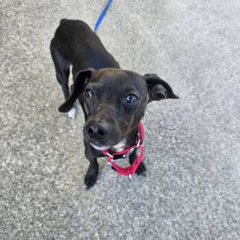 Bandit -  Dachshund and Chihuahua Dog for Adoption in Belfair, Washington - Bandit | PetCurious