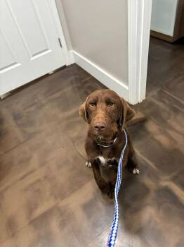 Terrier Dogs Available for Adoption - Butterfinger | PetCurious