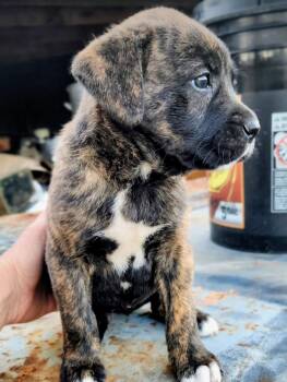 Rescue Boxer Dogs for Adoption in Barnwell, South Carolina - Harvest FCD#1102 | PetCurious