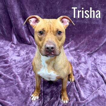 Trisha -  Mixed Breed Dog for Adoption in Pleasantville, New Jersey - Trisha | PetCurious