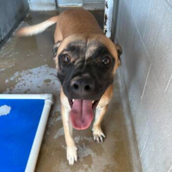Howdie -  Labrador Retriever and Mixed Breed Dog for Adoption in Corpus Christi, Texas - Howdie | PetCurious