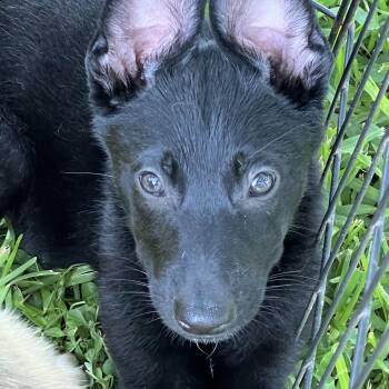 Arlo -  German Shepherd Dog Dog for Adoption in Bellaire, Texas - Arlo | PetCurious