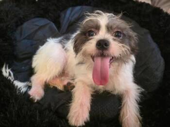 Oreo -  Shih Tzu and Poodle Dog for Adoption in Manvel, Texas - Oreo | PetCurious