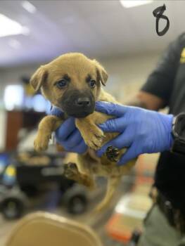 Shepherd Dogs Available for Adoption in Victorville, California - Butch | PetCurious