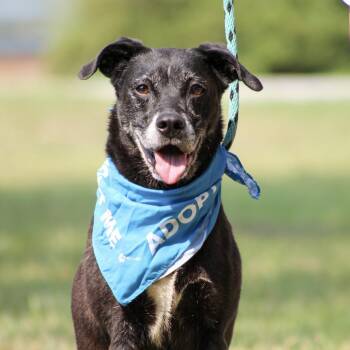 Jessica -  Labrador Retriever Dog for Adoption in Columbia, South Carolina - Jessica | PetCurious