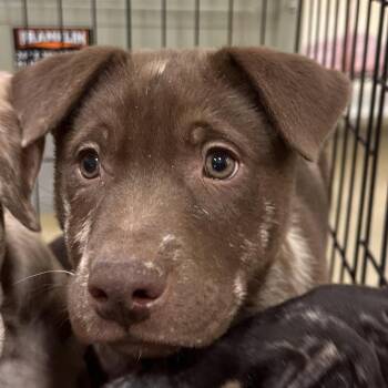 Sombrero -  Mixed Breed Dog for Adoption in Park City, Utah - Sombrero | PetCurious