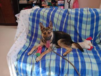 Rescue German Shepherd Dog Dogs for Adoption in Springfield, Ohio - Ricky | PetCurious
