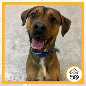 The Devito -  Mixed Breed Dog Available for Adoption in Toms River, New Jersey - The Devito | PetCurious