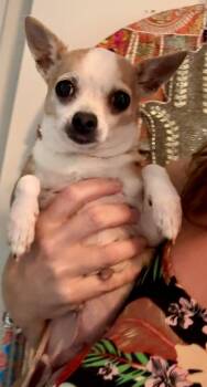 Mable -  Chihuahua Dog for Adoption in Tifton, Georgia - Mable | PetCurious