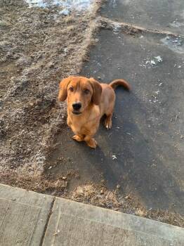 Rescue Dachshund and Basset Hound Dogs for Adoption in Wetaskiwin, Alberta - Danny | PetCurious