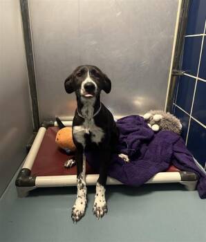 TRINITY -  German Shepherd Dog and Mixed Breed Dog for Adoption in Houston, Texas - TRINITY | PetCurious