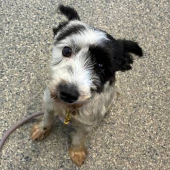Nina -  Mixed Breed Dog for Adoption in Dearborn, Michigan - Nina | PetCurious