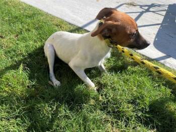 JACKIE -  Parson Russell Terrier Dog for Adoption in Rowlett, Texas - JACKIE | PetCurious