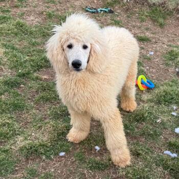 Standard Poodle Dogs Available for Adoption - Baguette | PetCurious
