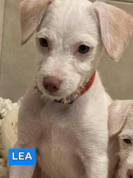 Rescue Poodle and Chihuahua Dogs for Adoption in Cupertino, California - LEA 5 Months 7 Pounds | PetCurious
